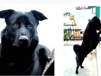 The dog is missing, the finder will get a reward of Rs 5000