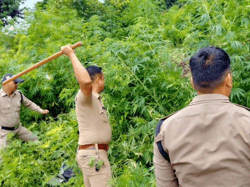 The cannabis grown in the fields was destroyed by the Uttarkashi Police