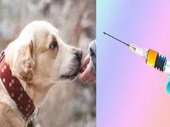 Cheating was done on the pretext of getting the dogs vaccinated