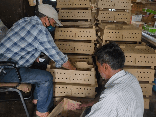 One-day poultry bird distributed for livelihood enhancement