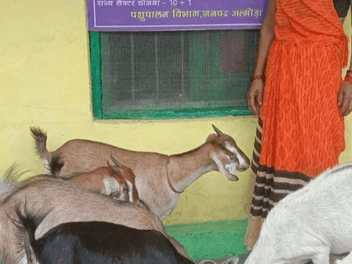 Funds distributed to promote goat rearing business