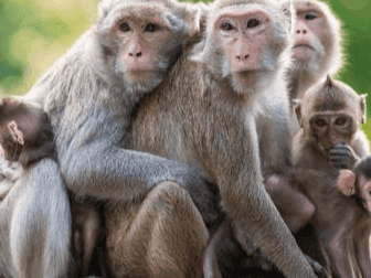 Monkeys were killed by poisoning, then thrown in the forest, post mortem report revealed