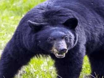 Bear attacks woman working in fields