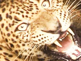 Woman caught the cub thinking it was a kitten