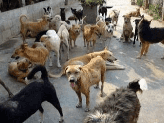 Dog shelter inaugurated in Dehradun