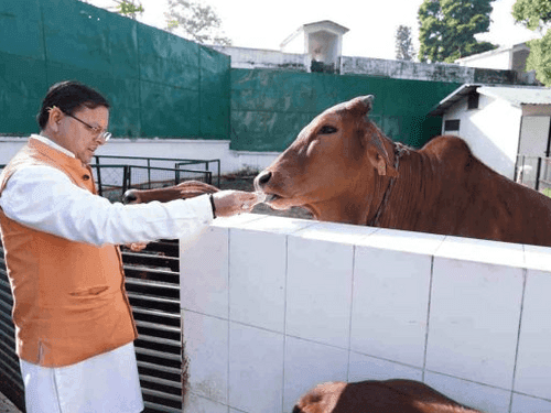 CM Dhami worshiped cows on the occasion of Govardhan Puja