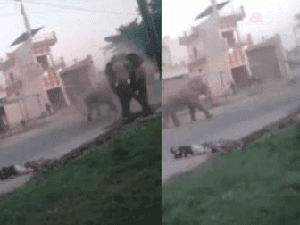 A herd of elephants suddenly came on the road, a young man riding a bicycle went out of control