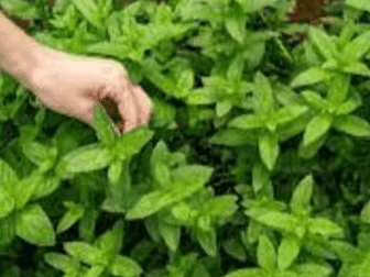 Government is taking these steps to promote herbal production in the state