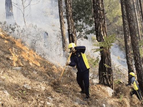 Forest fire, SDRF brought the fire under control
