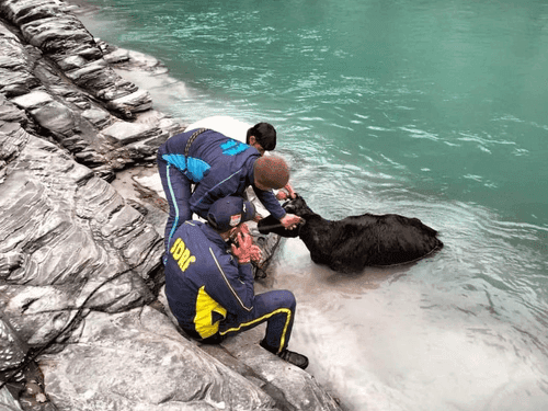 SDRF safely rescues cow that fell into river
