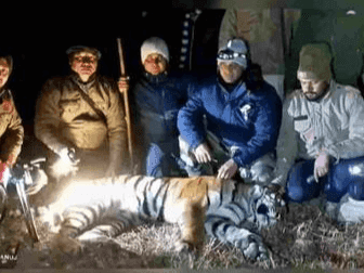 The captured tigress was a man-eater, two women and a young girl were made victims
