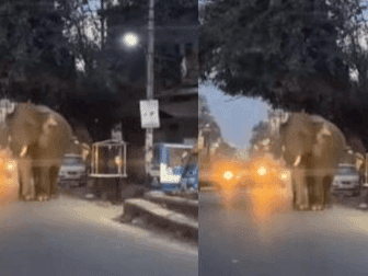 Elephant knocks in populated area, creates panic among villagers