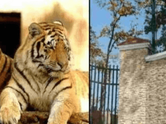 Tigers will enhance the beauty of Dehradun Zoo