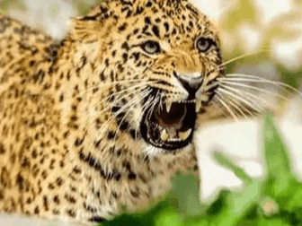 Leopard's terror in Chamoli, fatal attack on a person