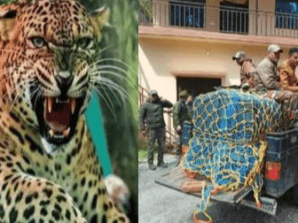 Kimadi's man-eater Leopard captured in cage