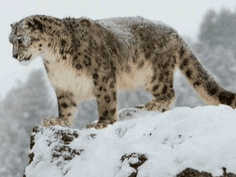 Rare snow leopard captured in trap cameras of Nanda Devi National Park