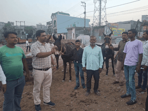 An Equine Influenza Awareness Camp was organized in Indira Nagar