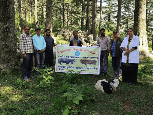 Veterinary camp organized in Uttarkashi, sheep and goats treated