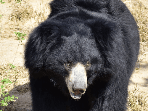 In Tehri district, man attacked by two bears, treatment underway