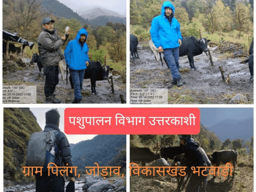 Vaccination of 250 bovine animals done in village Pilang and Jodav