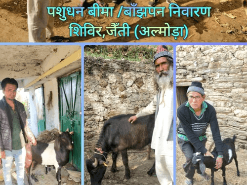 Livestock insurance/sterility prevention camp was organized in village Darimi