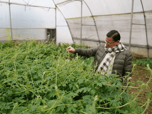 CM Dhami inspected vegetables grown in poly house
