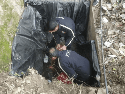 Fire Service Unit rescues cow's calf