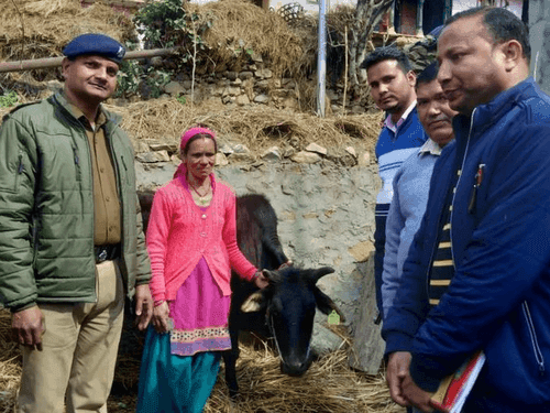 Tagging done in animals under Operation Kamdhenu campaign