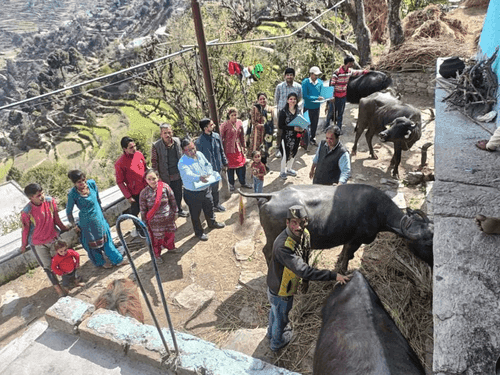 Animal exhibition was organized in Gram Sabha Ghon