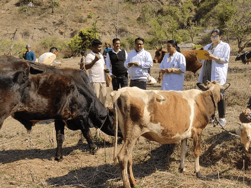 Animal exhibition was organized in village Sera