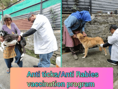 Vaccination done in stray dogs