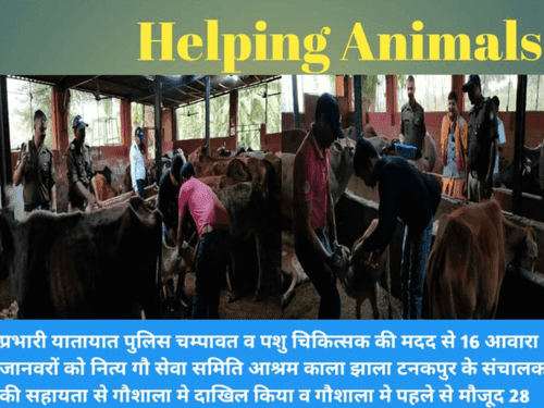 Traffic Police Champawat got 16 stray animals admitted to the cowshed