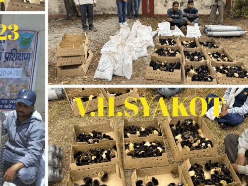 Distribution of poultry units done for livelihood enhancement