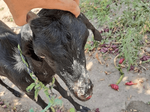 Veterinarians treated goat hit by tractor trolley