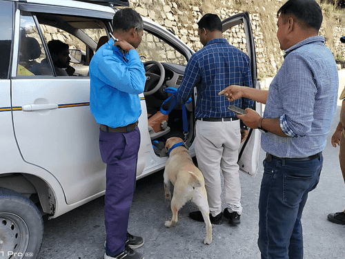 Smuggler arrested with 02 kg 500 grams cannabis leaf