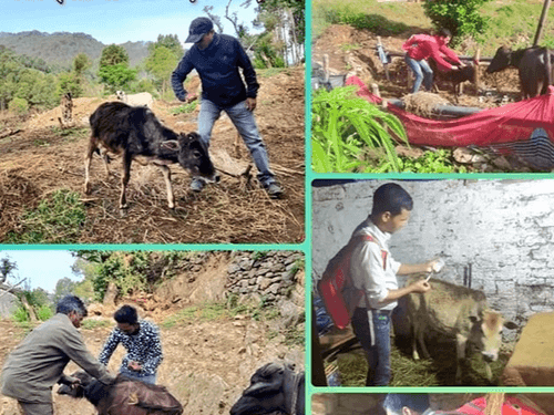 Vaccination done in village-Bhanta for prevention of lumpy disease
