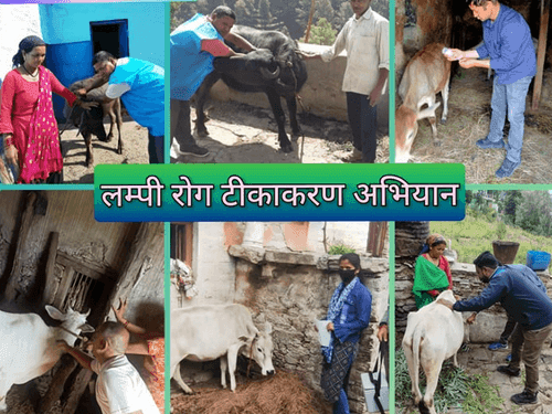 Vaccination is being done in animals to prevent lumpy skin disease