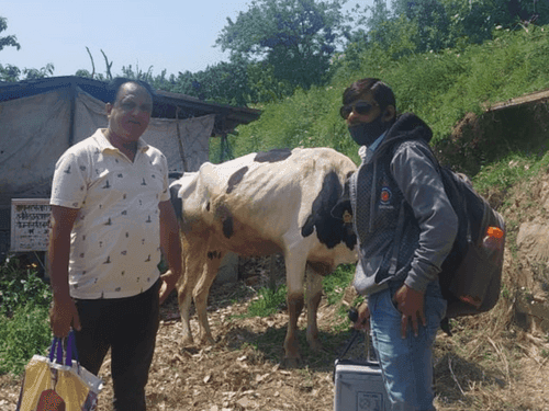 Vaccination is being done for the prevention of lumpy skin disease in animals