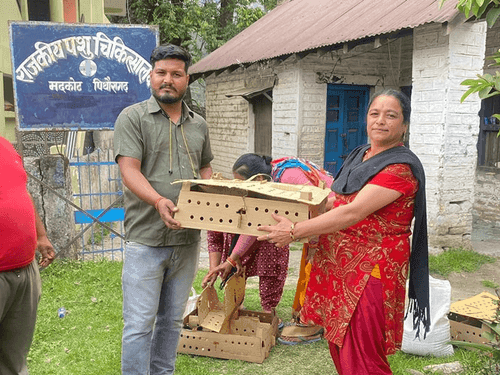 One day chicken chicks were distributed in village Madkot