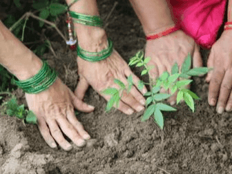 13 lakh saplings will be planted on Harela festival in Tehri district