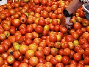 Tomatoes will be cheaper from today, four counters will be installed at these places