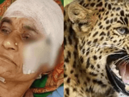 Here the mother-in-law clashed with the leopard to save the daughter-in-law