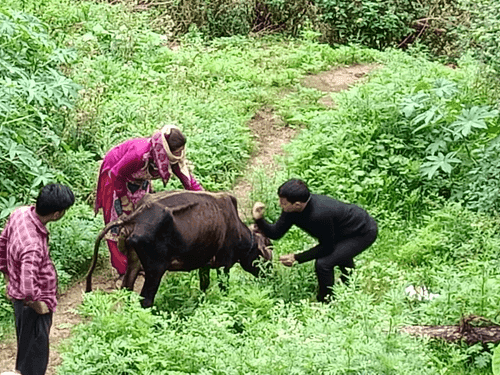 Veterinary camps were organized in remote areas
